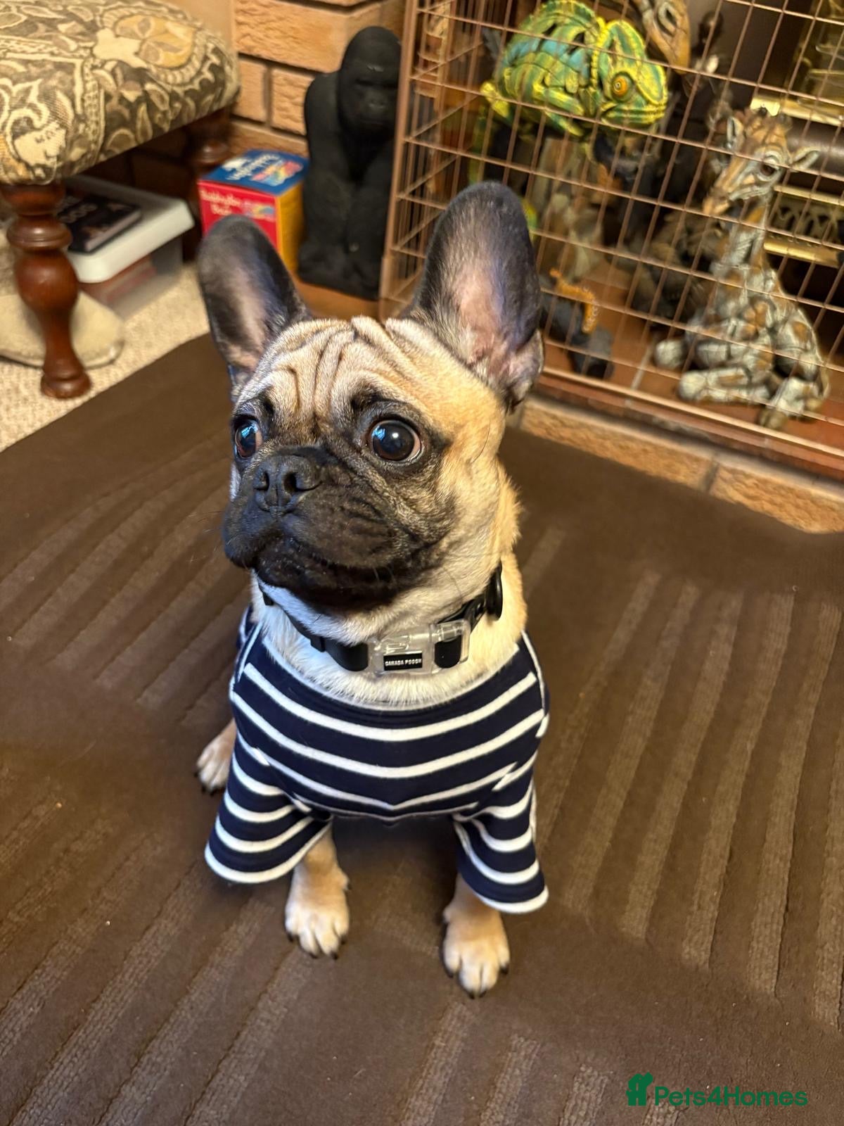 Mixed Breed dogs Pugsley 2 year old Pug  - Advert 1