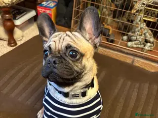 Mixed Breed dogs Pugsley 2 year old Pug - Advert 1