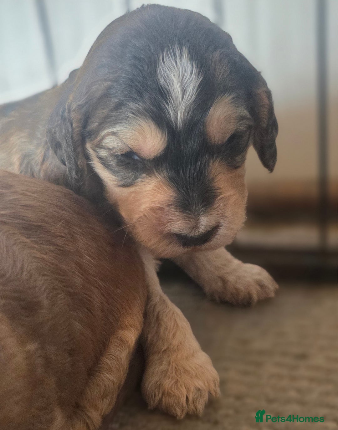 Cockapoo dogs for sale: Cockerpoo puppies F1. Stunning litter  - Image 13