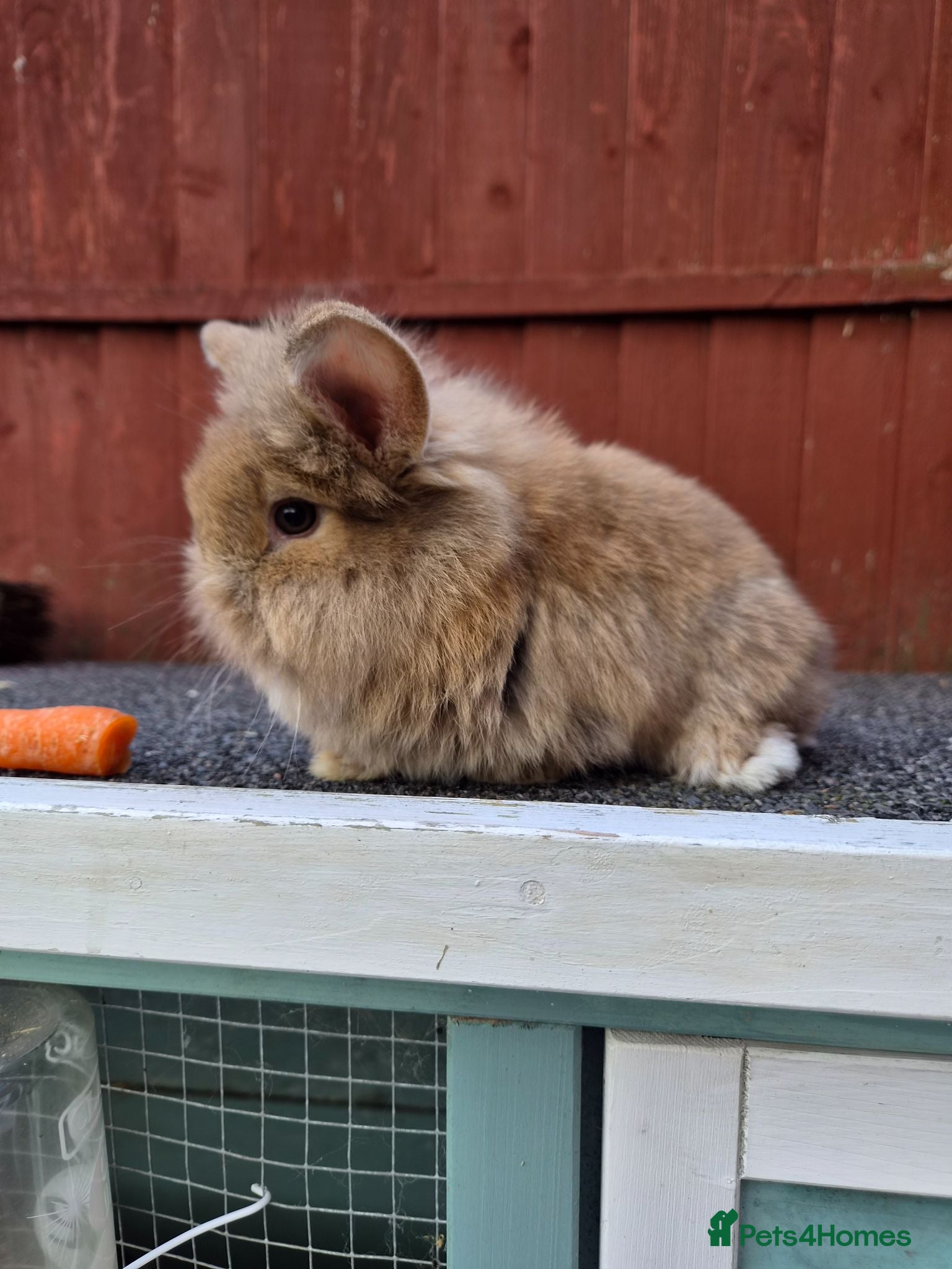 Lionhead rabbits Lionhead boy  - Advert 4