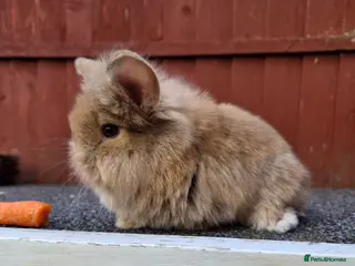 Lionhead rabbits Lionhead boy - Advert 3