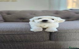 Maltese dogs for sale: Beautiful Puppies Maltese  - Image 7