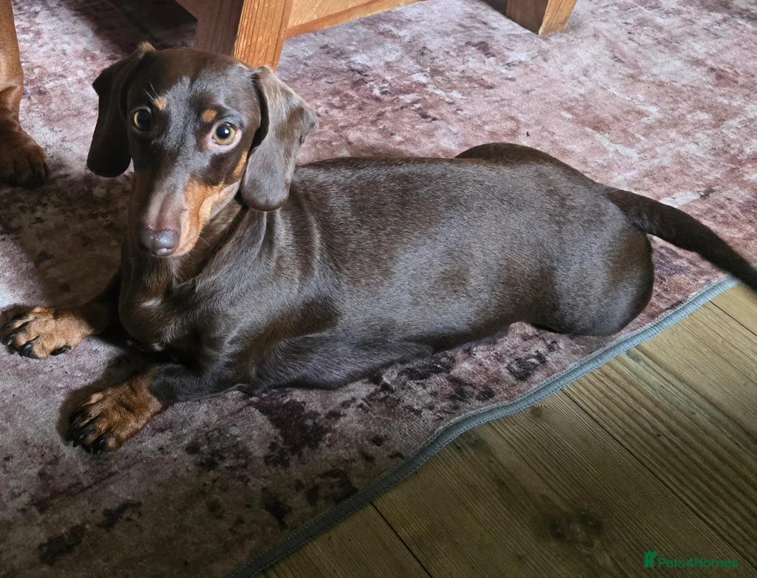 Miniature Dachshund dogs for sale: Short-haired miniature dachshund  in Tenby - Advert 9