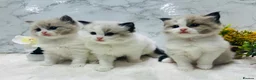 Ragdoll cats for sale:  Tica registered full pedigree ragdolls - Advert 5