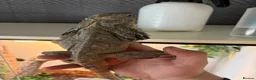 Dragon reptiles for sale: Pair of frilled dragons - Advert 3