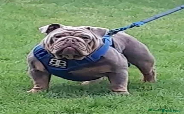 English Bulldog dogs - Advert 2