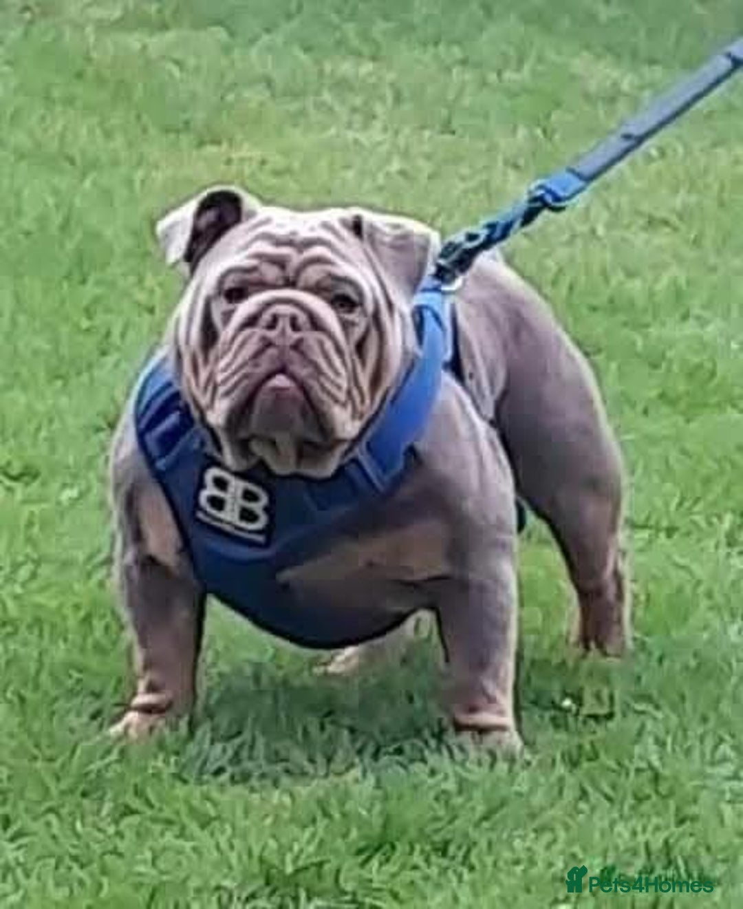 English Bulldog dogs for stud: Charlie for stud lilac and tan fullsuit - Image 1