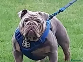 English Bulldog dogs Charlie for stud lilac and tan fullsuit - Advert 1