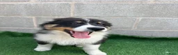 Australian Shepherd dogs for sale: Kc registered male Australian Shepherd Puppy - Advert 4