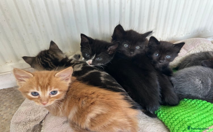 Mixed Breed cats - Advert 3