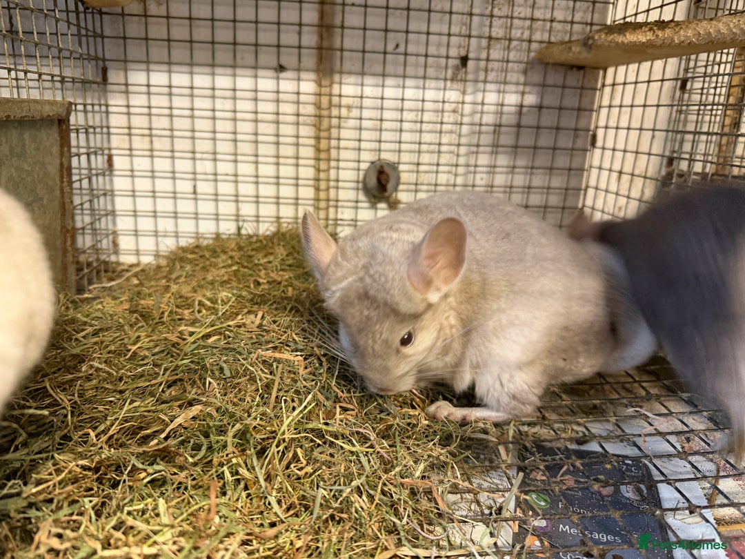 Chinchilla rodents for sale: Males and female chinchillas.  - Advert 12