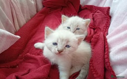 Bengal cats for sale: 1 Boy left, REDUCED. ready this halloween - Image 1