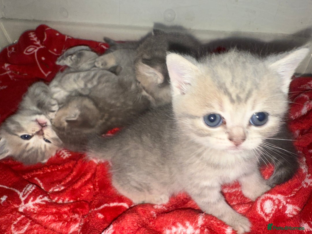 Scottish Fold cats for sale: Beautiful Scottish straight cross British shorts😍 - Image 20