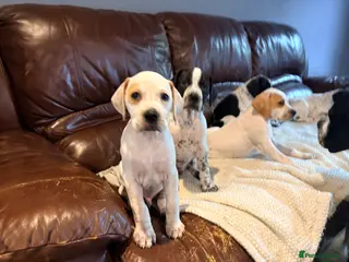 Pointer dogs Beautiful Pointer puppies for sale - Advert 5