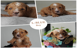 Cavapoo dogs for sale: Beautiful toy Cavapoo puppies 🐶 🐾 - Image 5