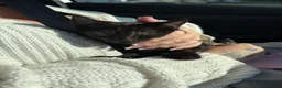 Mixed Breed cats for sale: beautiful tortoise shell female kitten - Advert 3