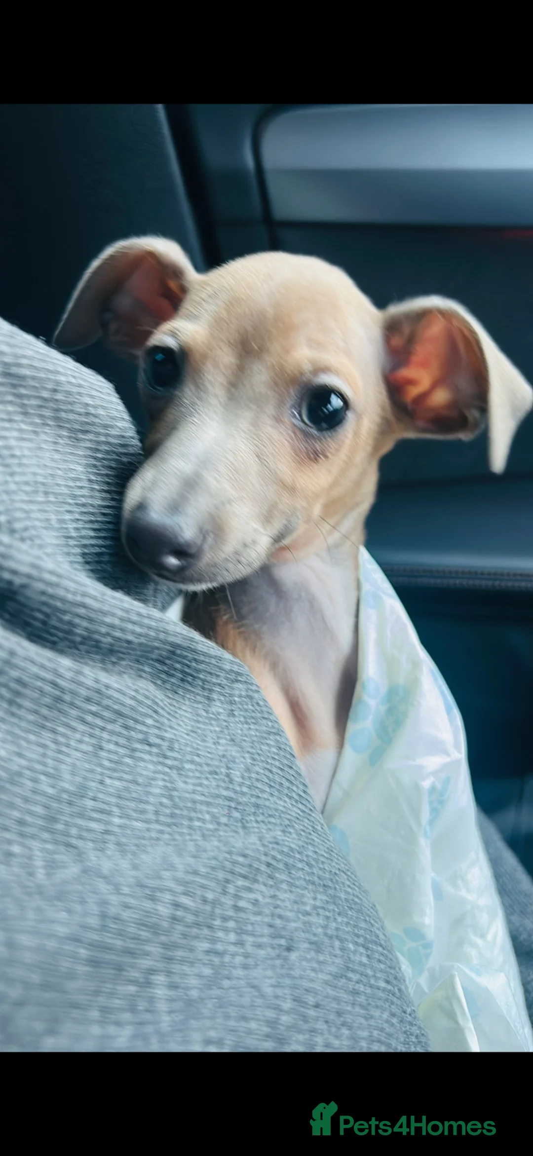 Italian Greyhound dogs for sale: 10 week old male Italian Greyhound - Advert 7