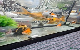 Goldfish fish for sale: Gold fish With tank - Image 7