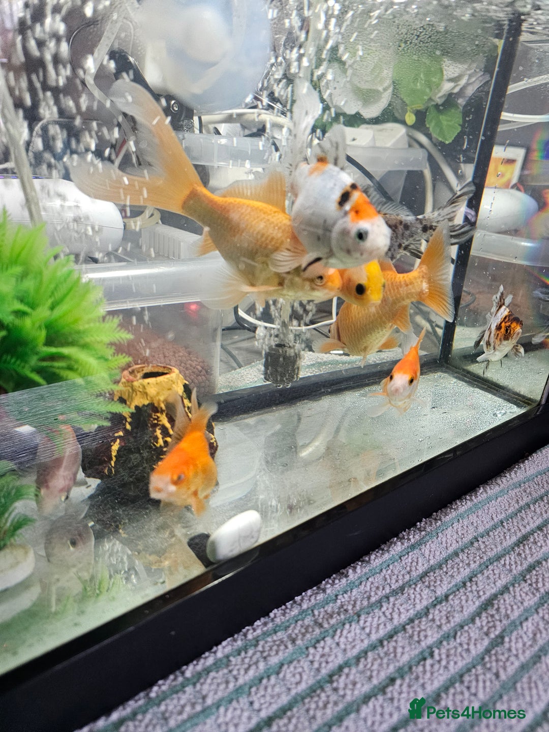 Goldfish fish for sale: Gold fish With tank - Image 7