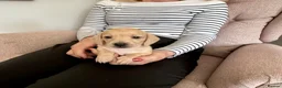 Miniature Dachshund dogs for sale: Beautiful short haired miniature dachshunds in Stansted - Advert 2