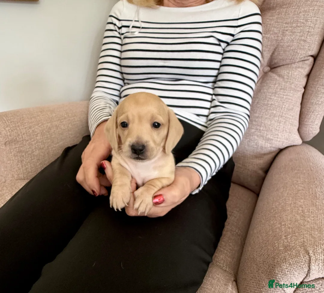 Miniature Dachshund dogs for sale: Beautiful short haired miniature dachshunds in Stansted - Advert 2