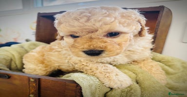 Cavapoo dogs - Advert 4