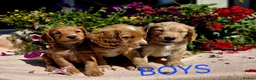 Cockapoo dogs for sale: Hereditary Clear F1 Cockapoos in Doncaster - Advert 8