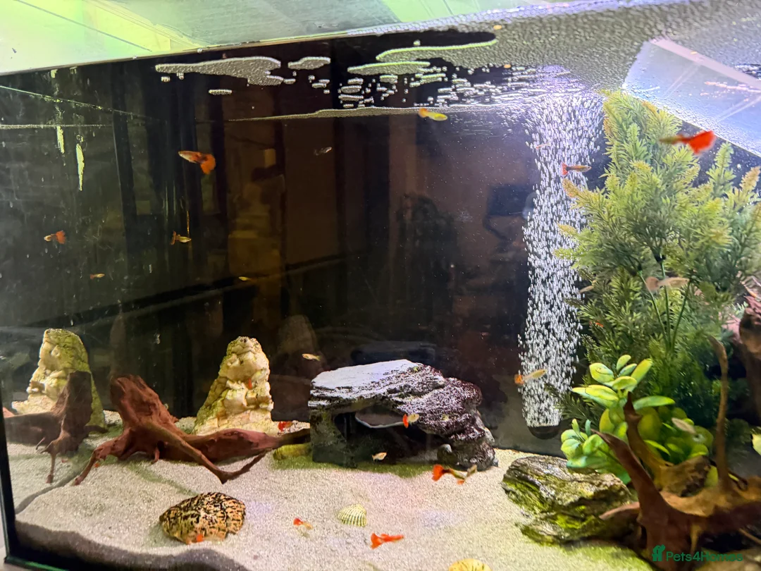 Turtle reptiles for sale: 240L tank & turtle for sale  - Advert 2