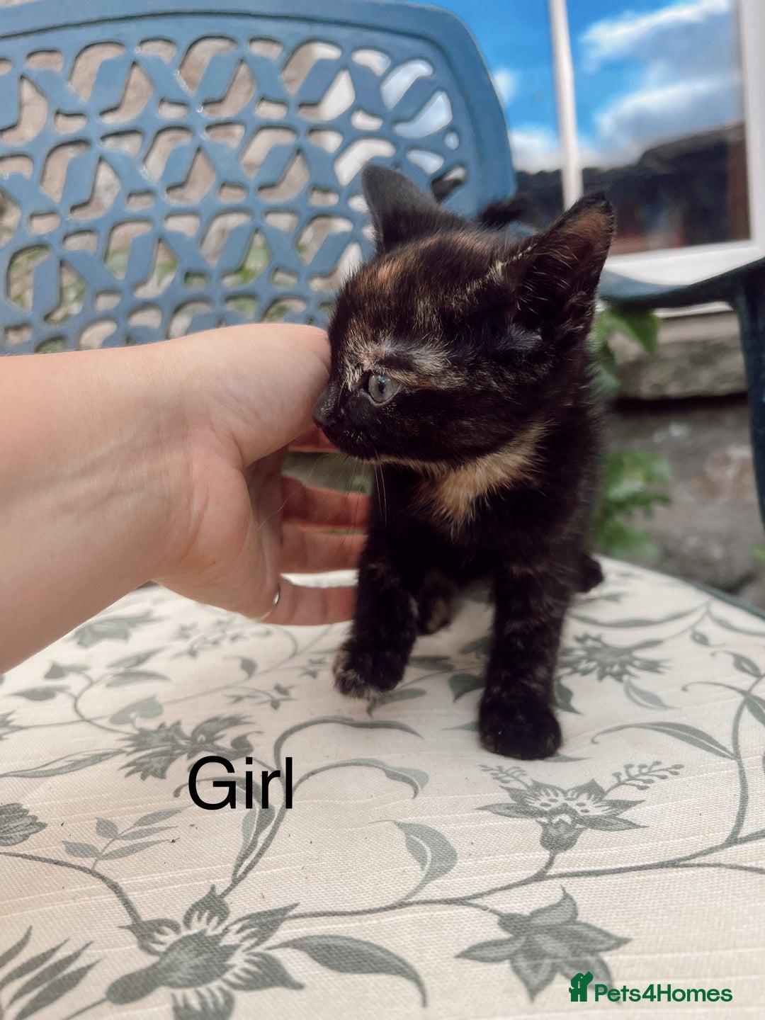 Mixed Breed cats for sale: *READY NOW* 3 beautiful kittens  - Image 9