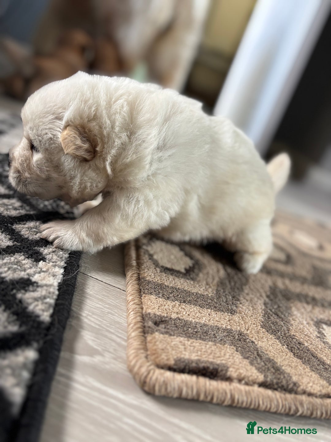 Chow Chow dogs for sale: chow chow puppies  - Image 15