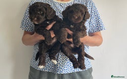 Schnoodle dogs for sale: F1 mega coated mini cross Schnoodles - Image 24