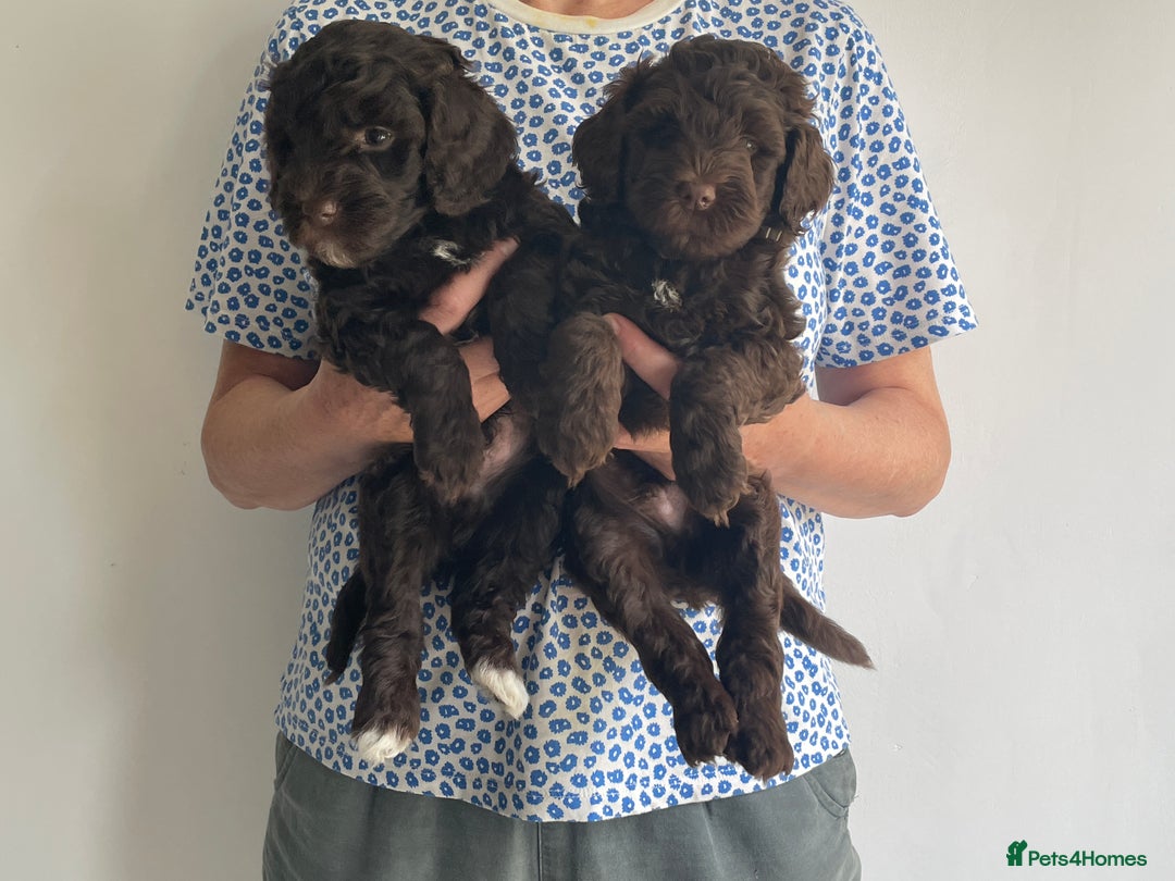 Schnoodle dogs for sale: F1 mega coated mini cross Schnoodles - Image 24