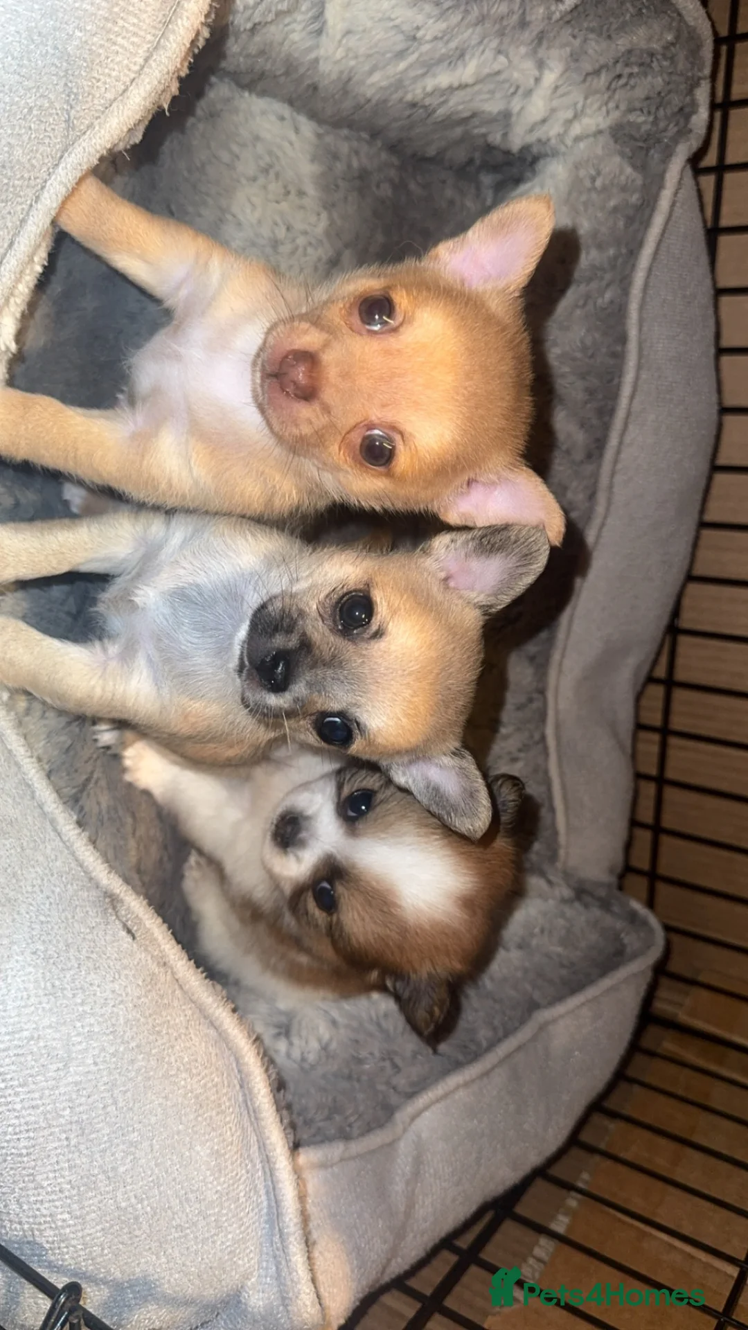 Pomchi dogs for sale:  Adorable Pomchi Puppies Looking for Forever Homes in Bakewell - Advert 1