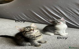 Mixed Breed cats for sale: Adorable 8wk Long-Haired Kittens – Ready Now  - Image 8
