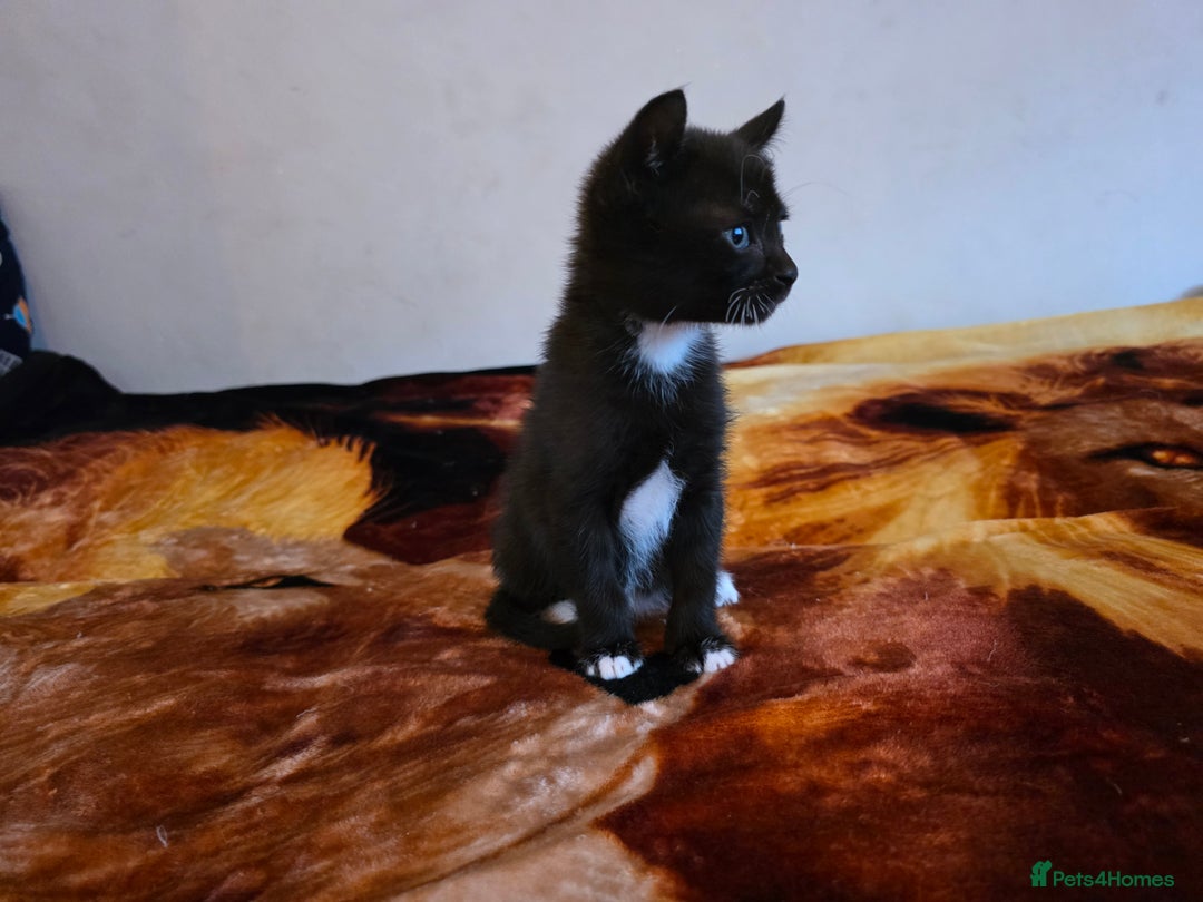 Mixed Breed cats for sale: Adorable Male Kitten – Sphynx x Devon Rex Cross - Advert 9