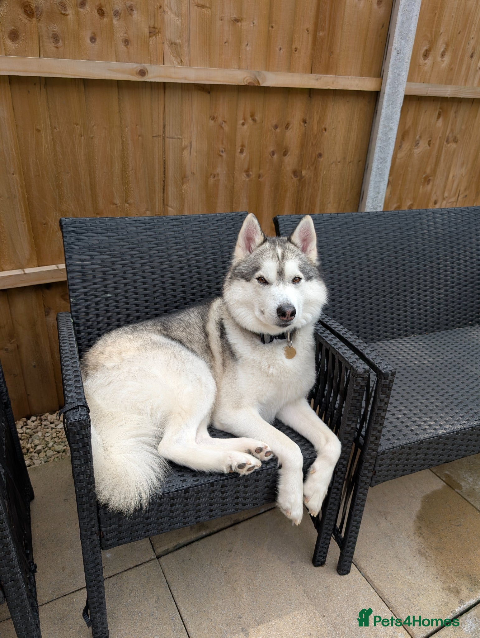 Mixed Breed dogs STUD HUSKY/MALAMUTE MIX - Advert 2