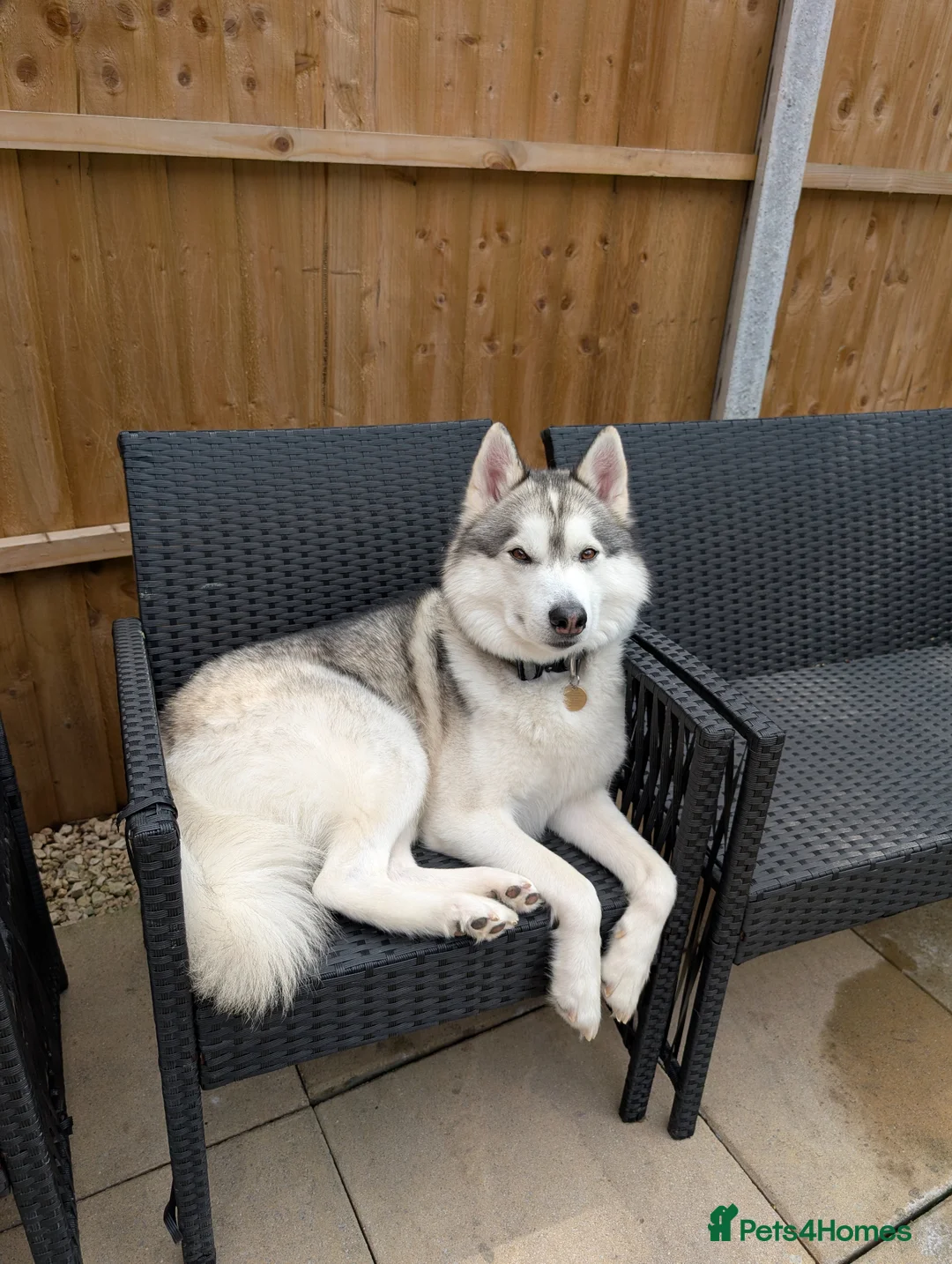 Mixed Breed dogs for stud: STUD HUSKY/MALAMUTE MIX - Advert 1
