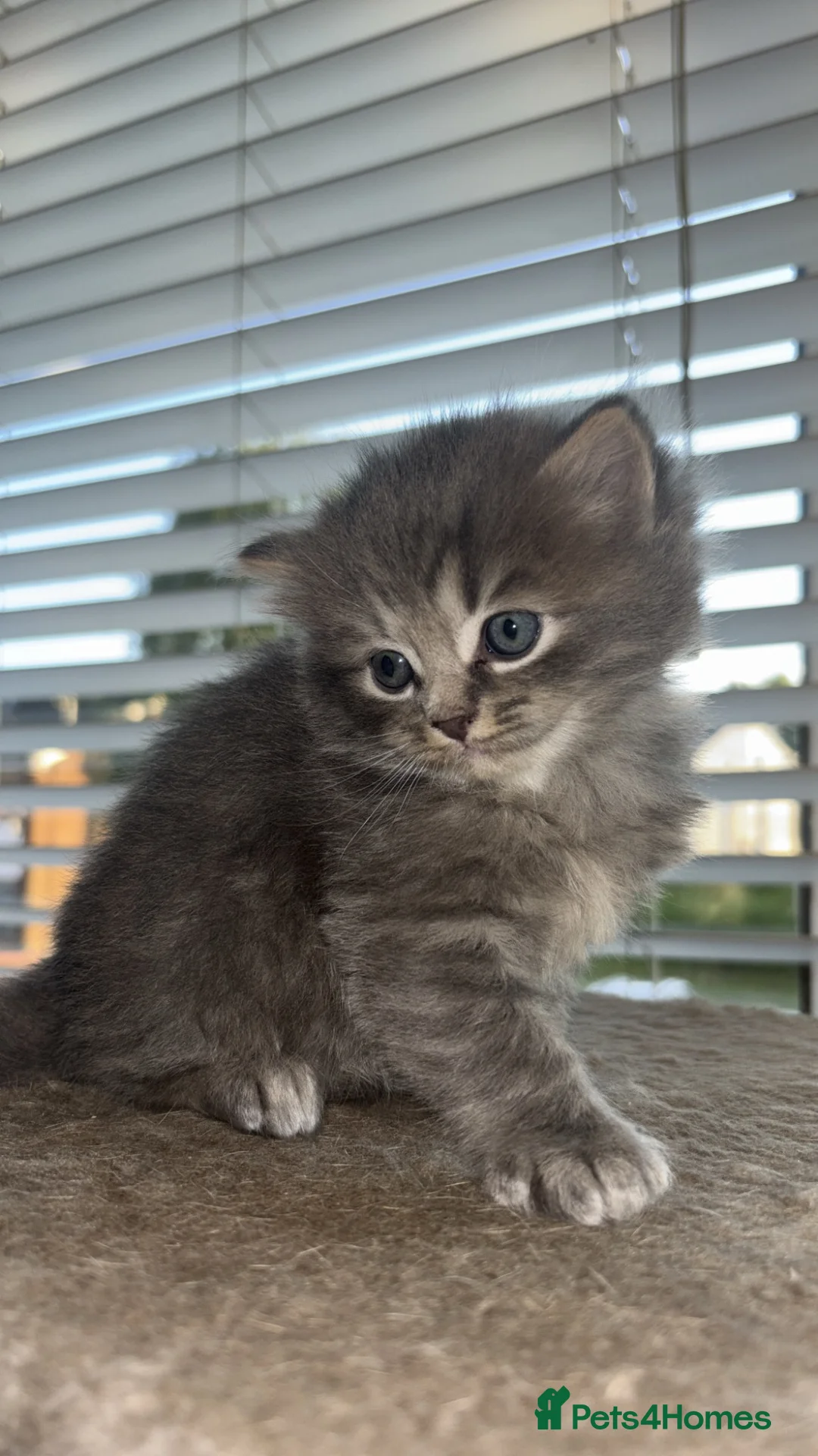 Ragdoll cats for sale: 2 British short hair x Ragdoll kittens - Advert 2
