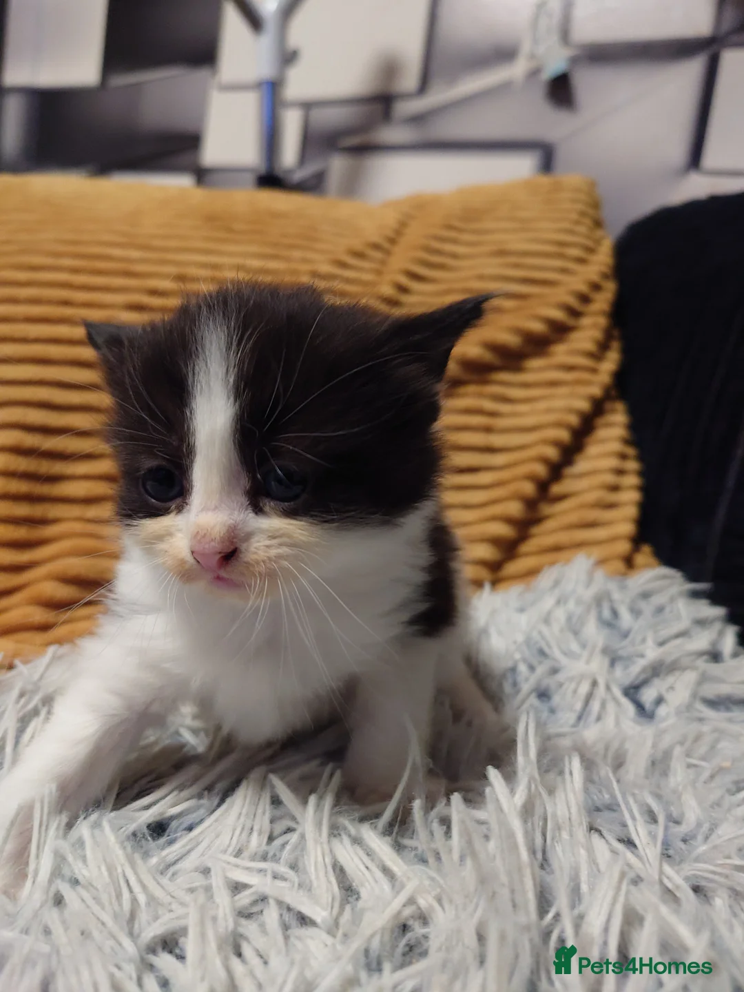 Mixed Breed cats for sale: Maine Coon mix  - Advert 5