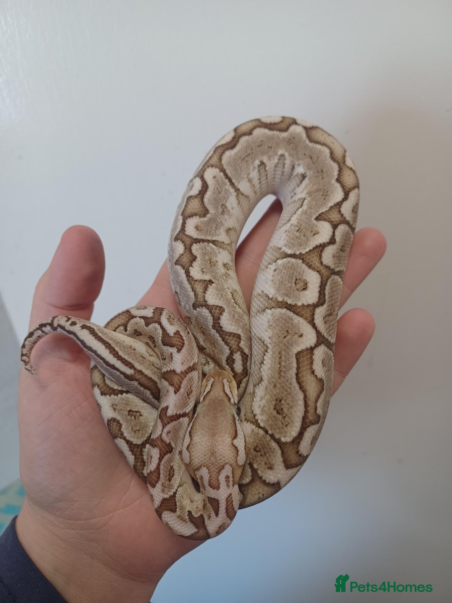 Python Snake reptiles Late CBB25 Royal Pythons  - Advert 2