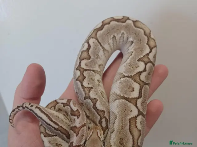 Python Snake reptiles for sale: Late CBB25 Royal Pythons - Advert 2