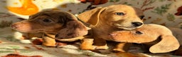Miniature Dachshund dogs for sale: 3 beautiful mini dashs - Advert 12