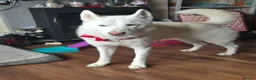 Siberian Husky dogs for sale: Beautiful husky boy - Advert 3