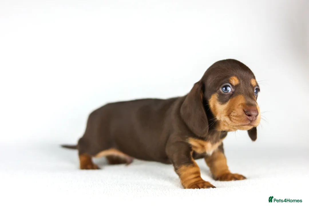 Miniature Dachshund dogs for sale: Miniature dachshund beautiful litter - Advert 17