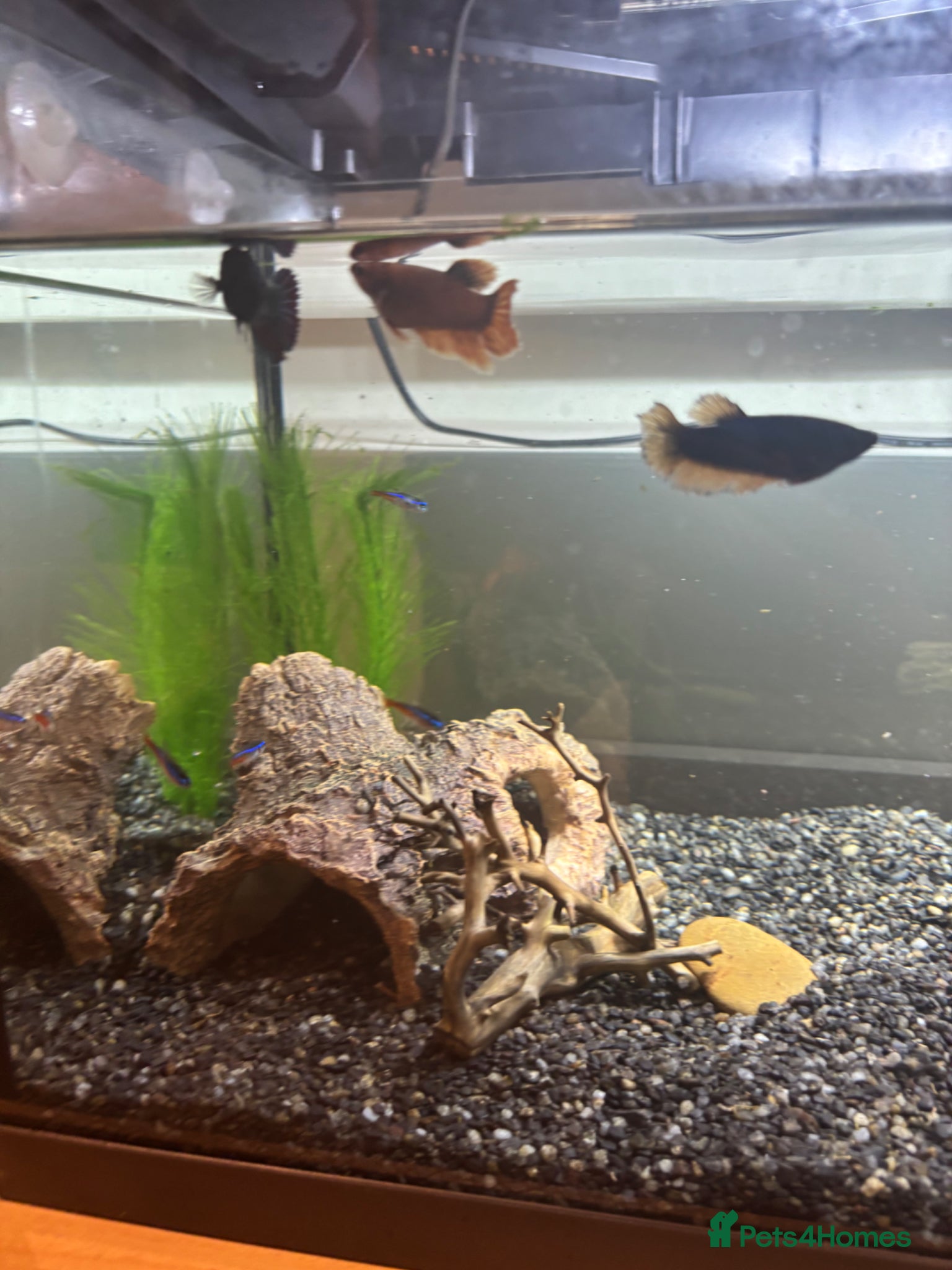 Bettas fish for sale: 3 bettas, 5 neon tetras, one clown pleco - Advert 7