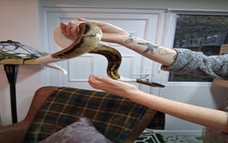 Python Snake reptiles for sale: Pied Python and setup - Image 6