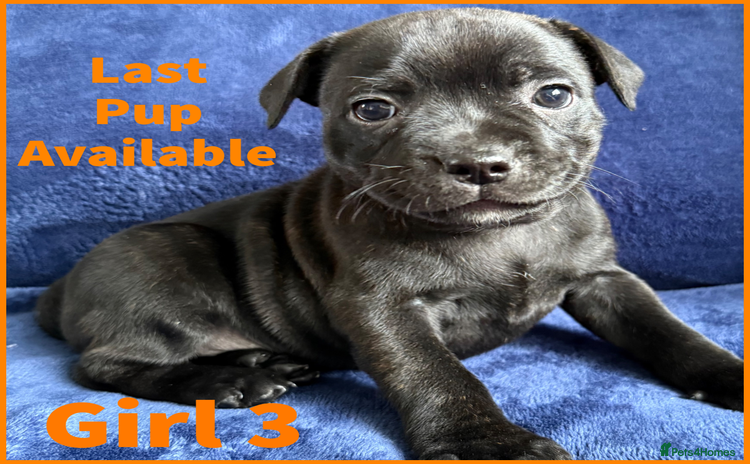 Staffordshire Bull Terrier dogs - Advert 2