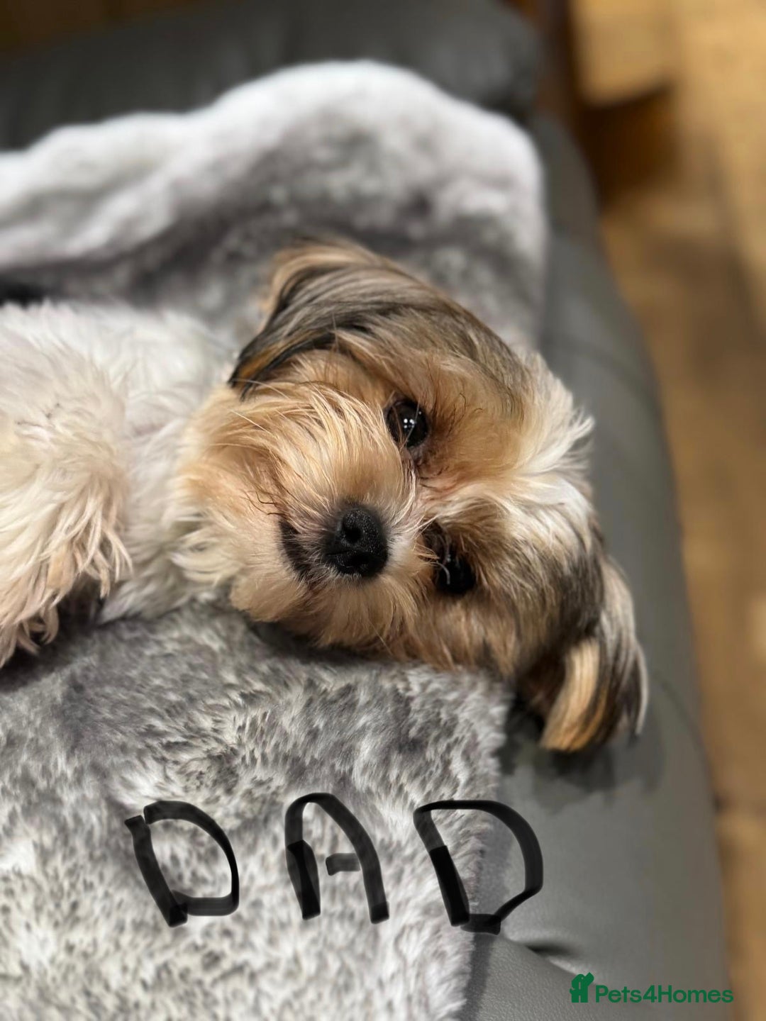 Biewer Terrier dogs for sale: Biewer Terrier - Advert 8