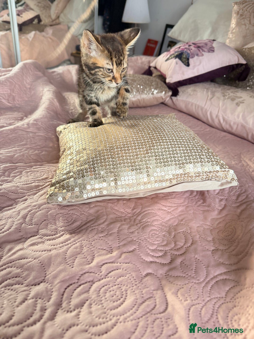 British Shorthair cats for sale: Purr-fect  **  Kittens Ready for new home - Advert 2