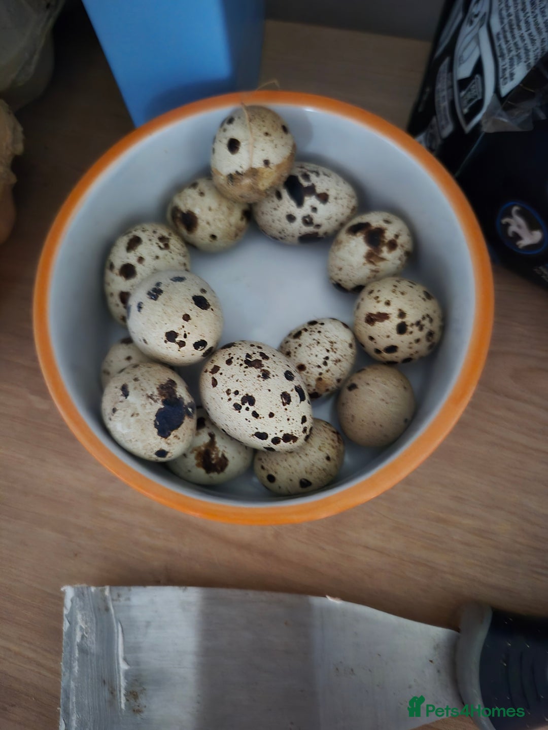 Quail poultry for sale: Hatching Quail Eggs - Image 1